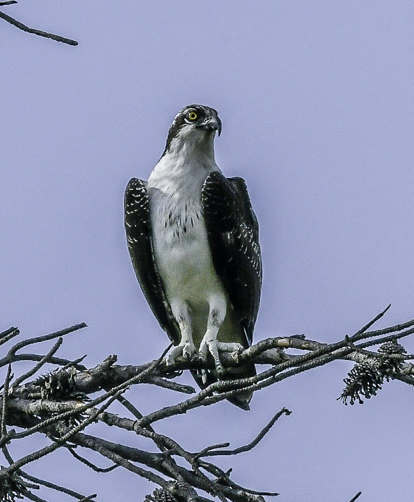 Osprey (American) - ML641830207