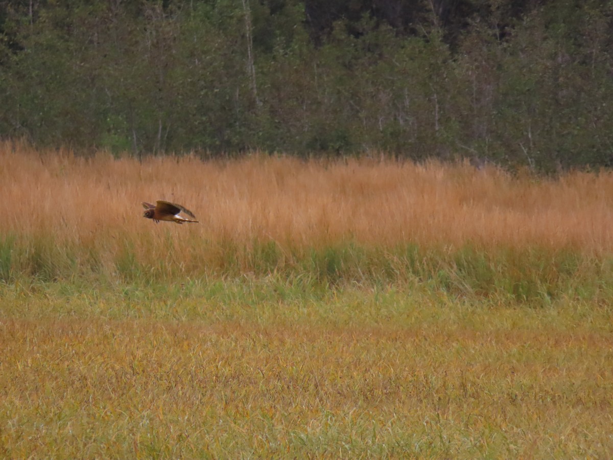 Northern Harrier - ML641830235