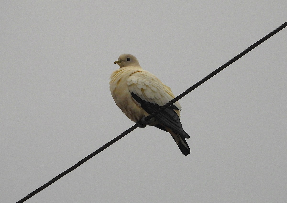 Torresian Imperial-Pigeon - ML641830242