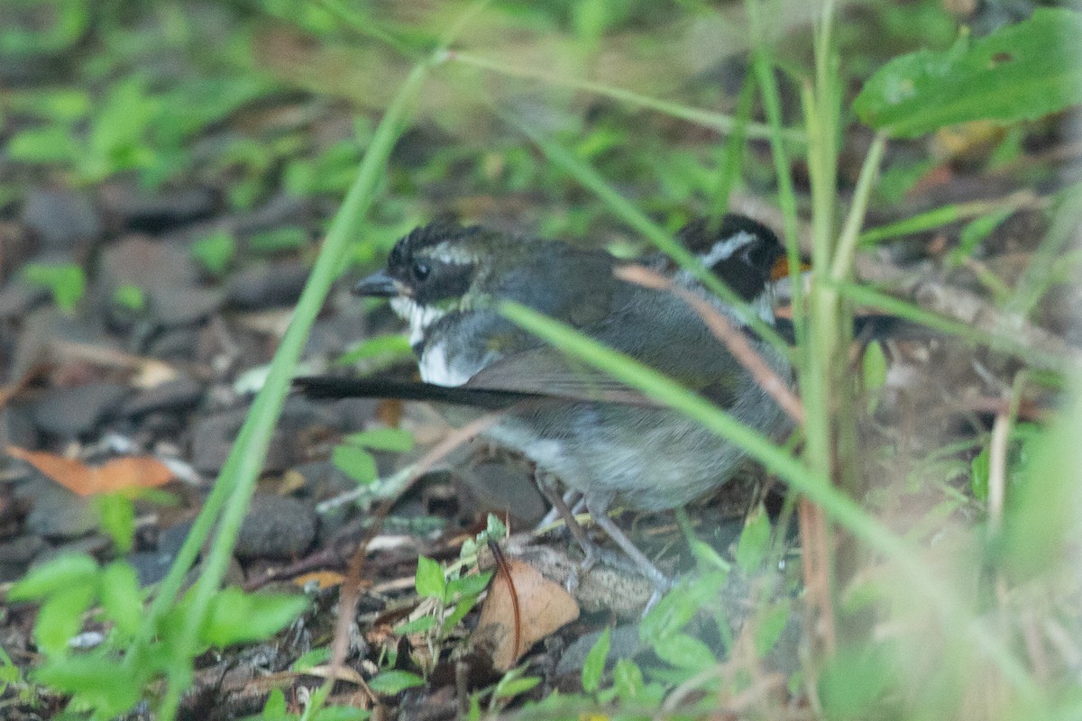 Saffron-billed Sparrow - ML641830247