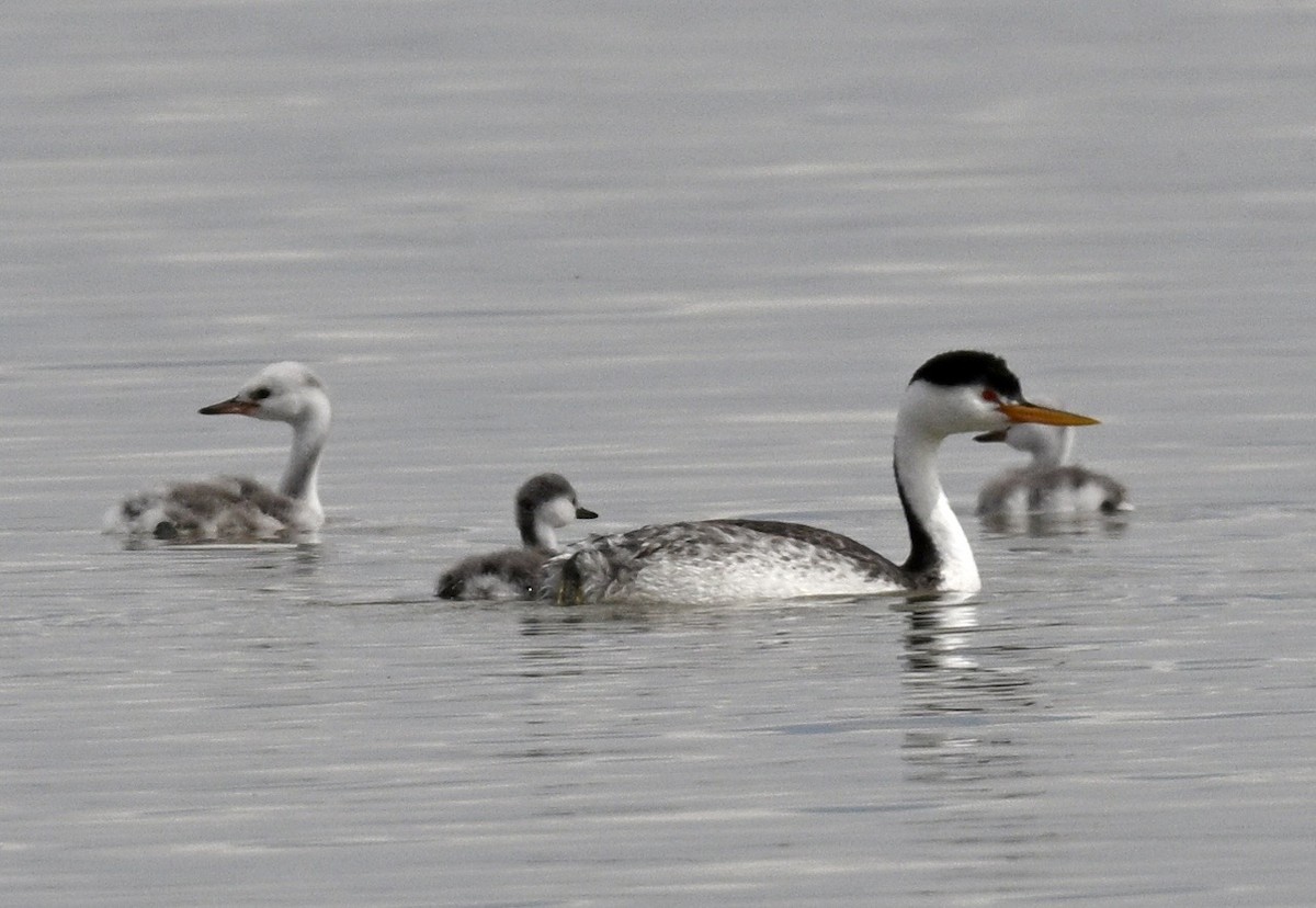 Clark's Grebe - ML641830248