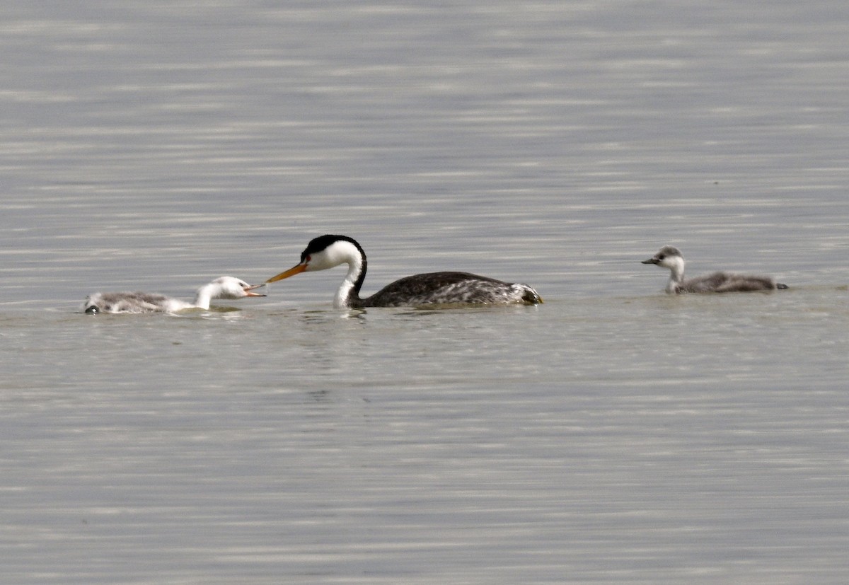 Clark's Grebe - ML641830249