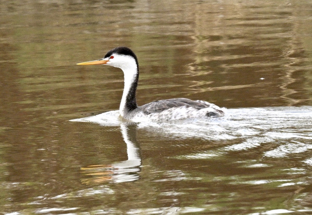 Clark's Grebe - ML641830250