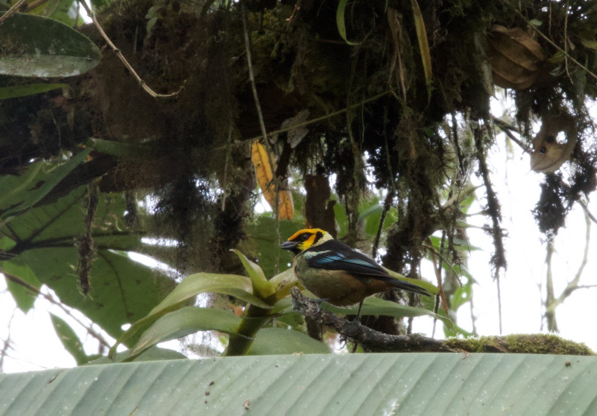 Flame-faced Tanager - ML641830256