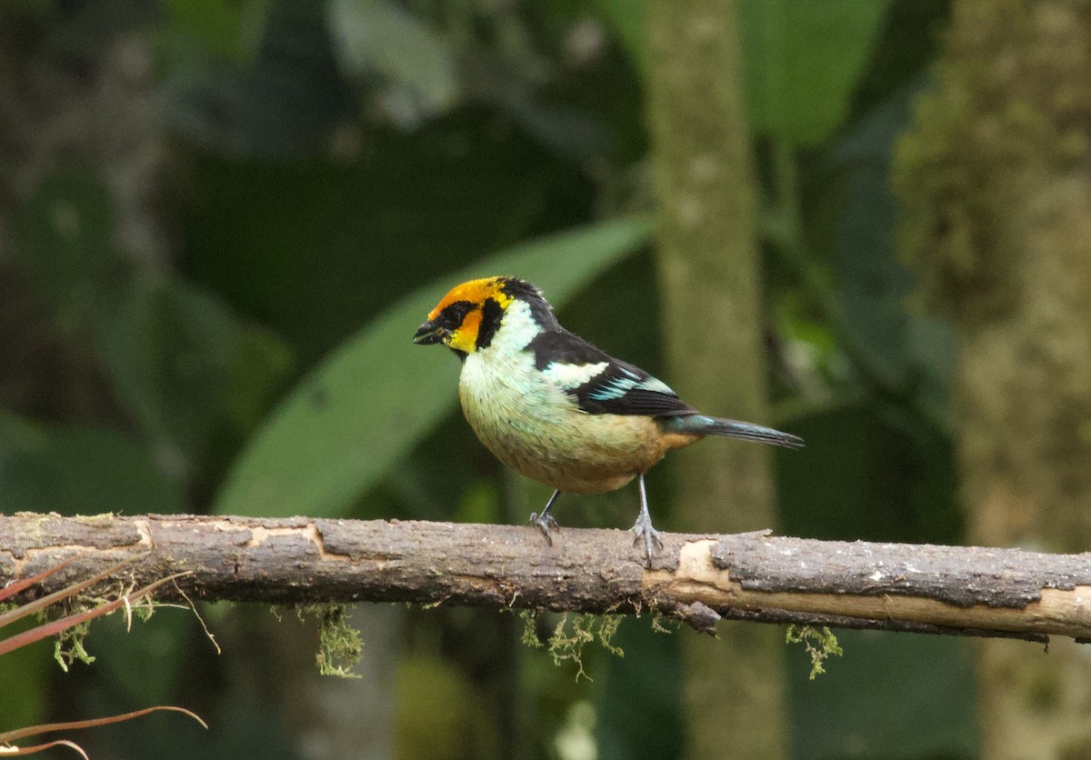 Flame-faced Tanager - ML641830257