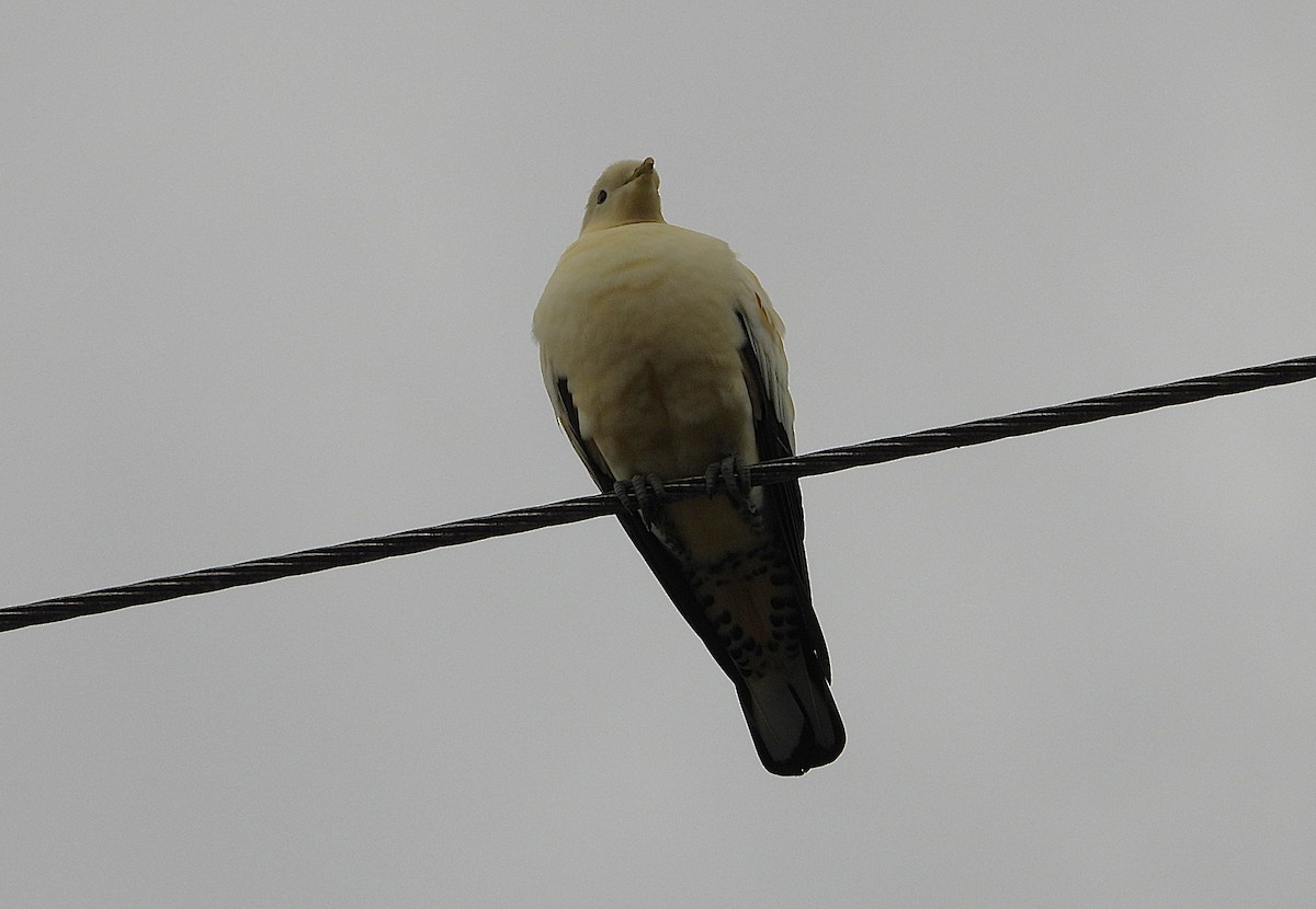 Torresian Imperial-Pigeon - ML641830281