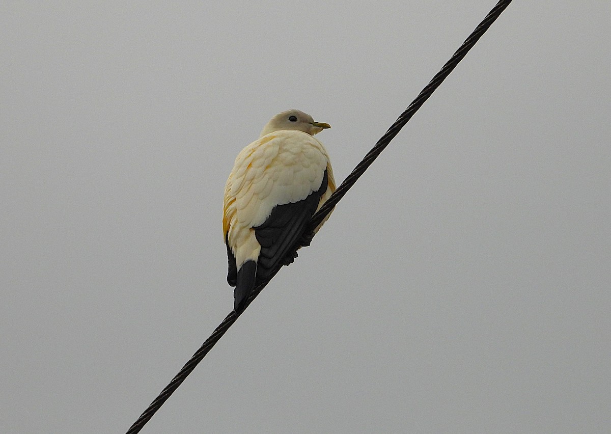 Torresian Imperial-Pigeon - ML641830283
