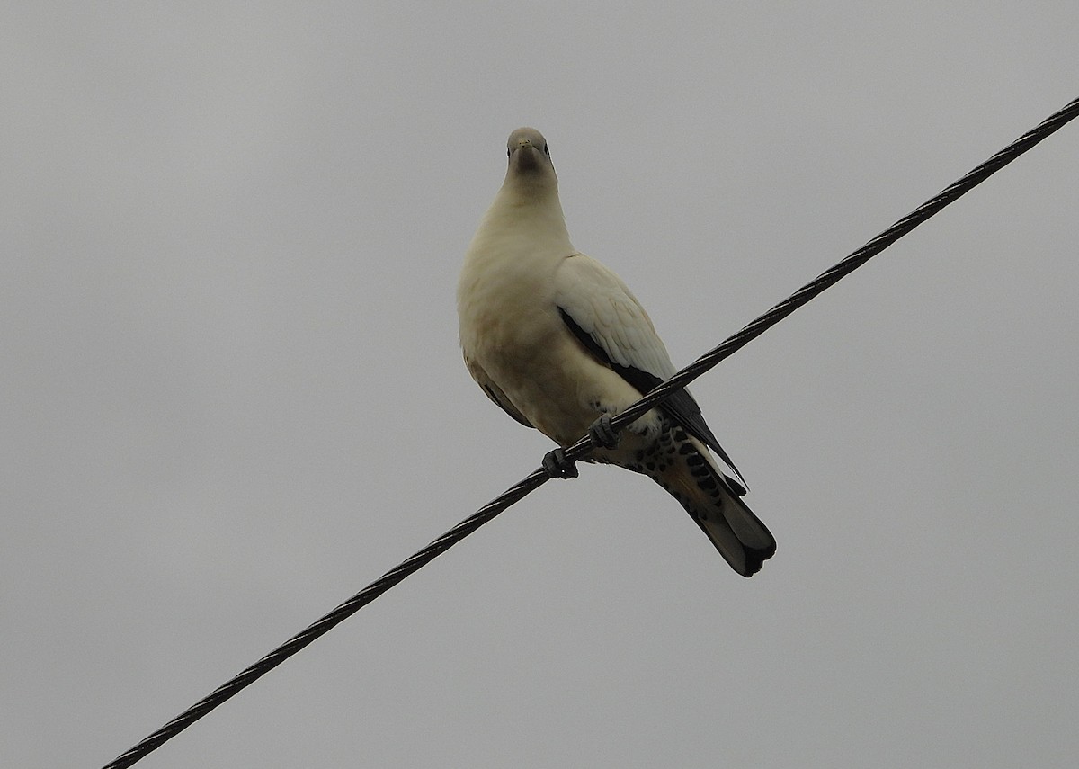 Torresian Imperial-Pigeon - ML641830287