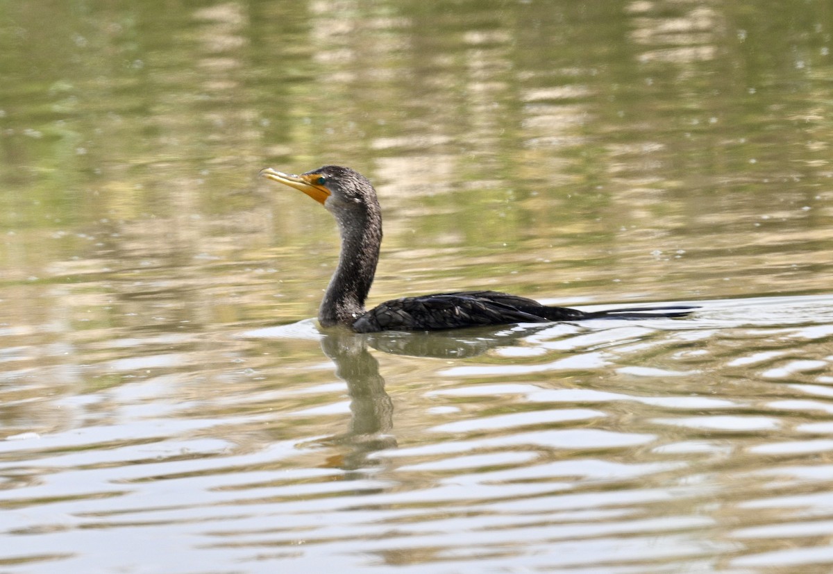 Double-crested Cormorant - ML641830288