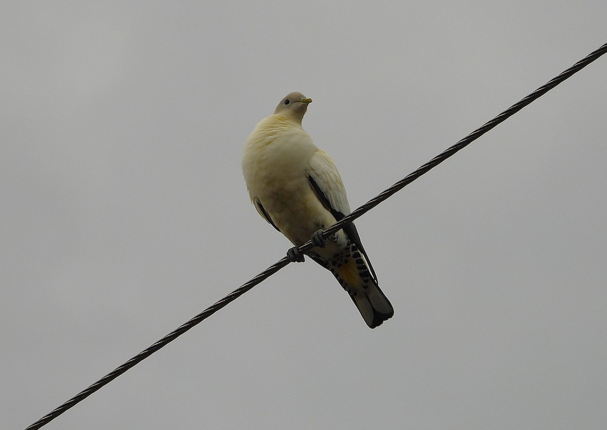 Torresian Imperial-Pigeon - ML641830291
