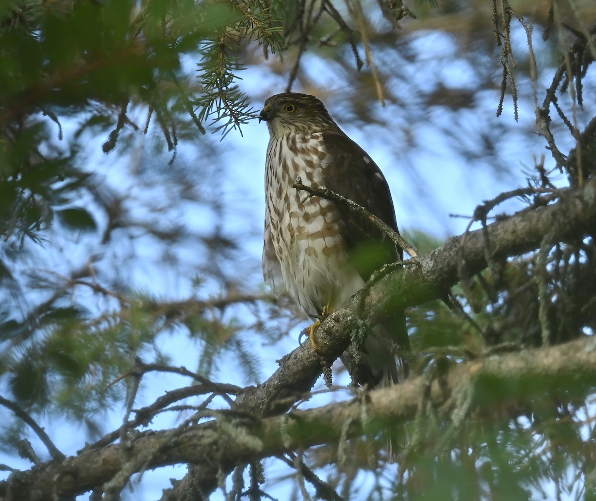 Sharp-shinned Hawk - ML641830311