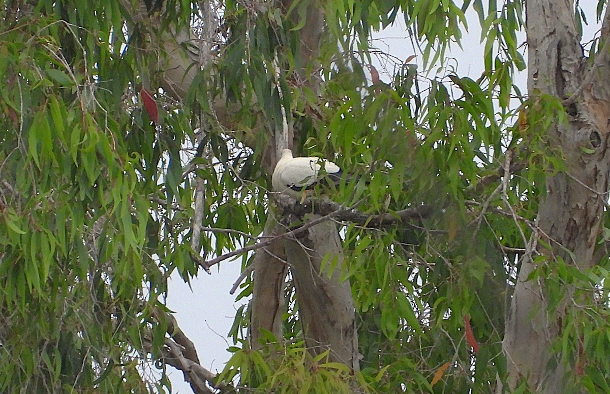 Torresian Imperial-Pigeon - ML641830314