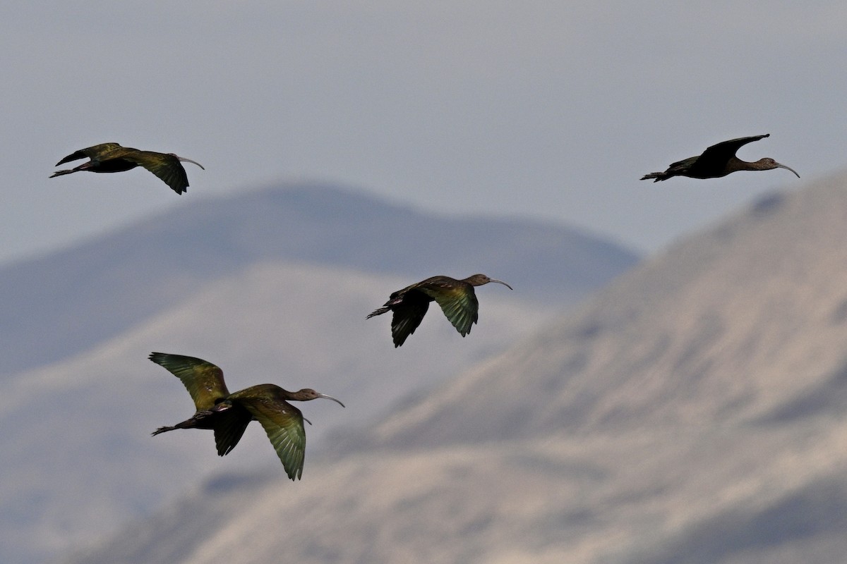 White-faced Ibis - ML641830315