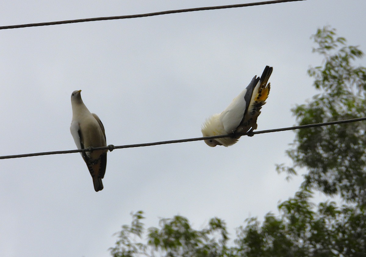 Torresian Imperial-Pigeon - ML641830316