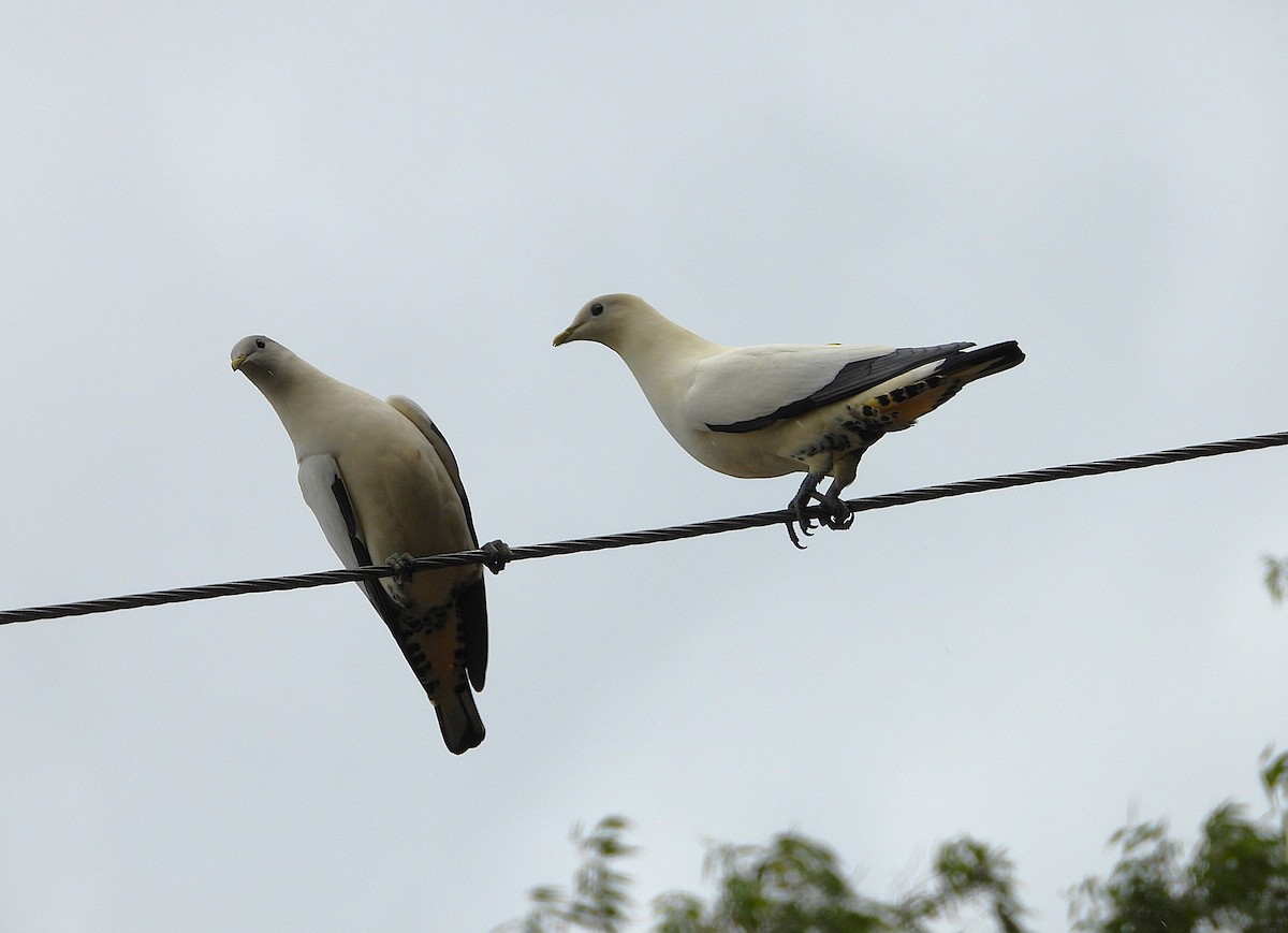 Torresian Imperial-Pigeon - ML641830317