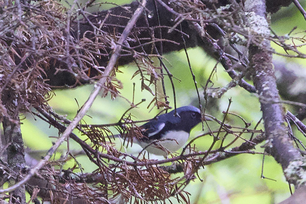 Black-throated Blue Warbler - ML641830367