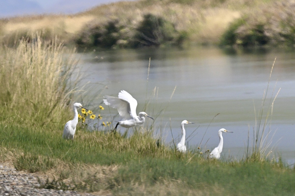 Snowy Egret - ML641830372