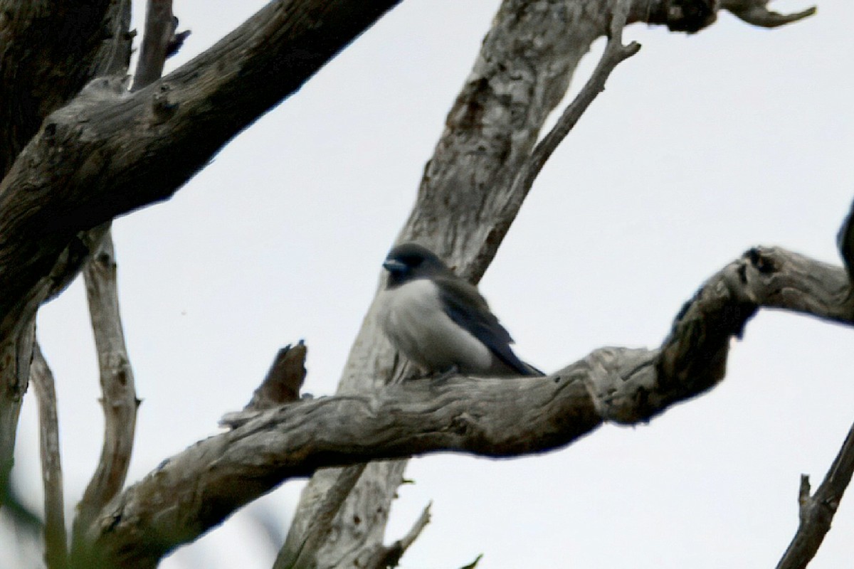 Weißbauch-Schwalbenstar - ML641830374
