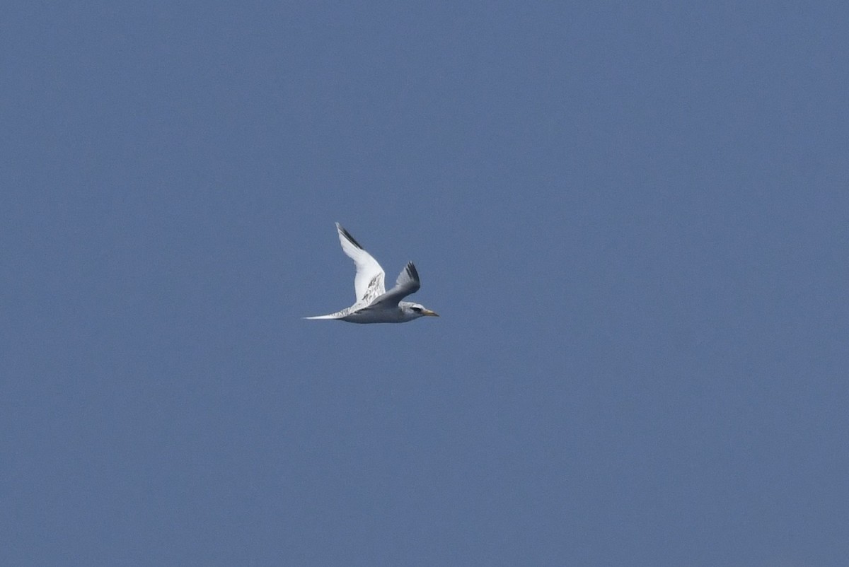 White-tailed Tropicbird - ML641830376