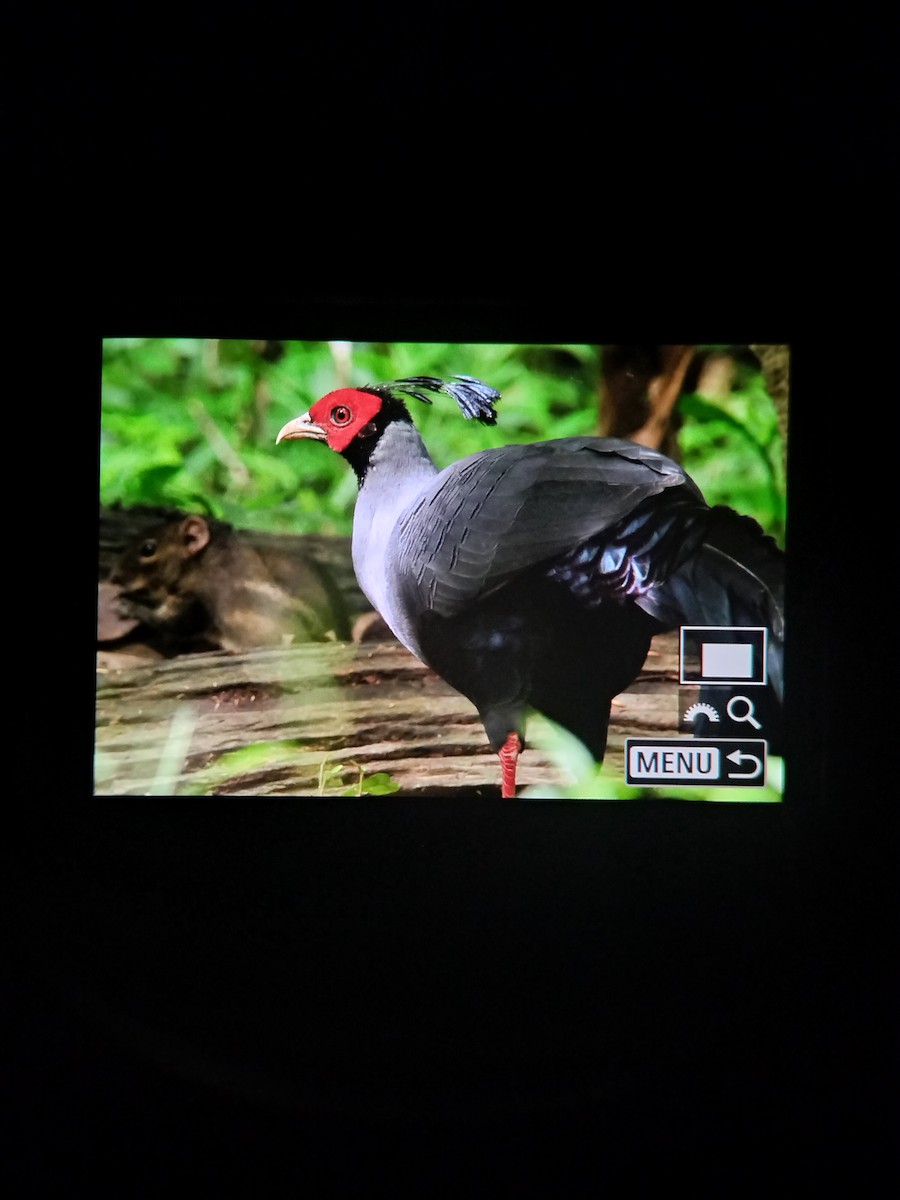 Siamese Fireback - ML641830384
