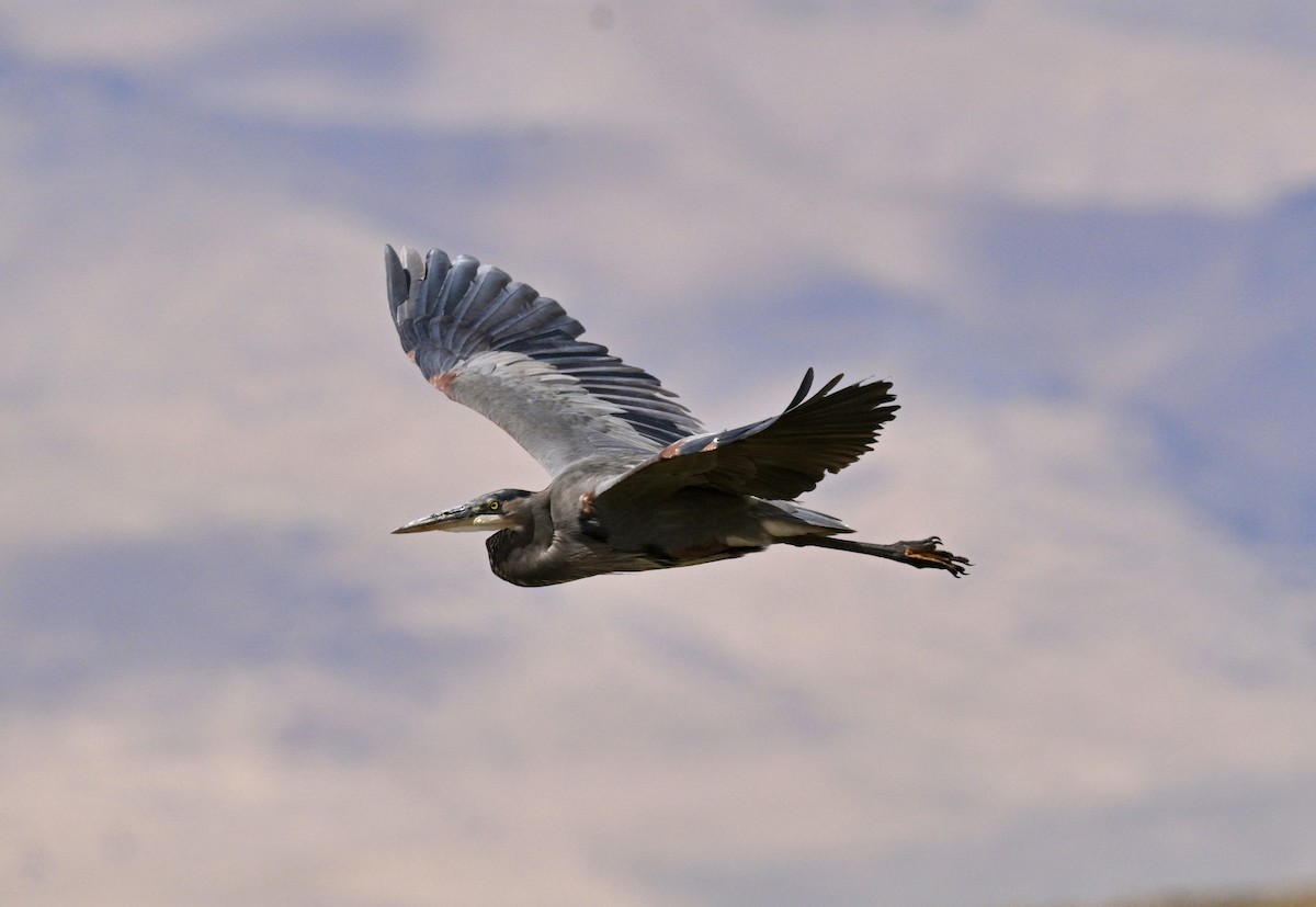 Great Blue Heron - ML641830406