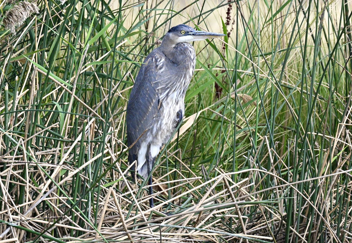 Great Blue Heron - ML641830407
