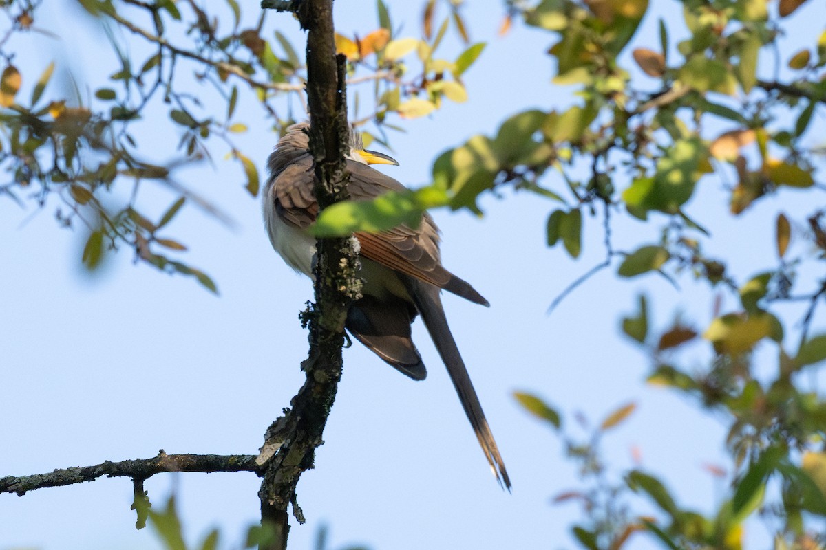 Yellow-billed Cuckoo - ML641830425