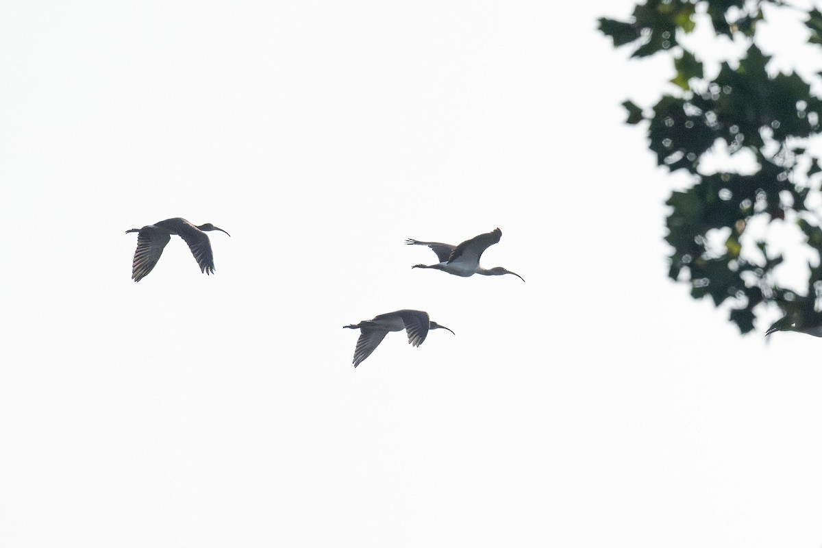 White Ibis - ML641830428