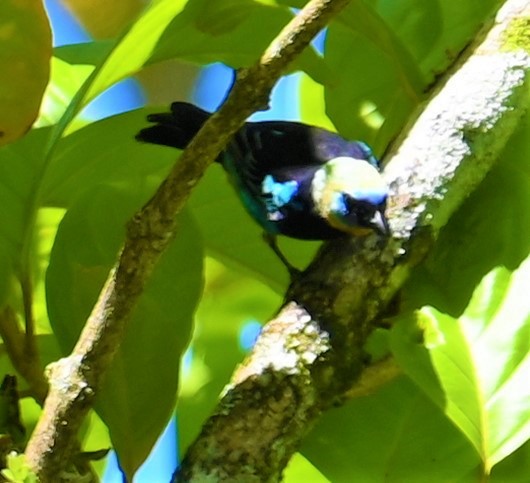 Golden-hooded Tanager - ML641830429