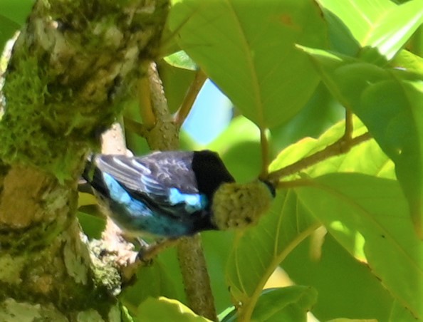 Golden-hooded Tanager - ML641830430