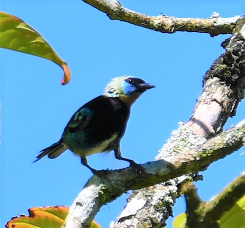 Golden-hooded Tanager - ML641830431