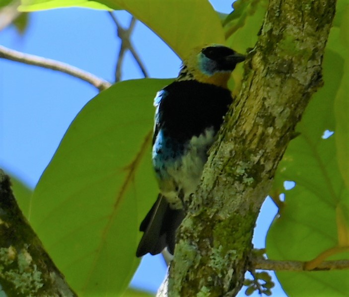 Golden-hooded Tanager - ML641830432