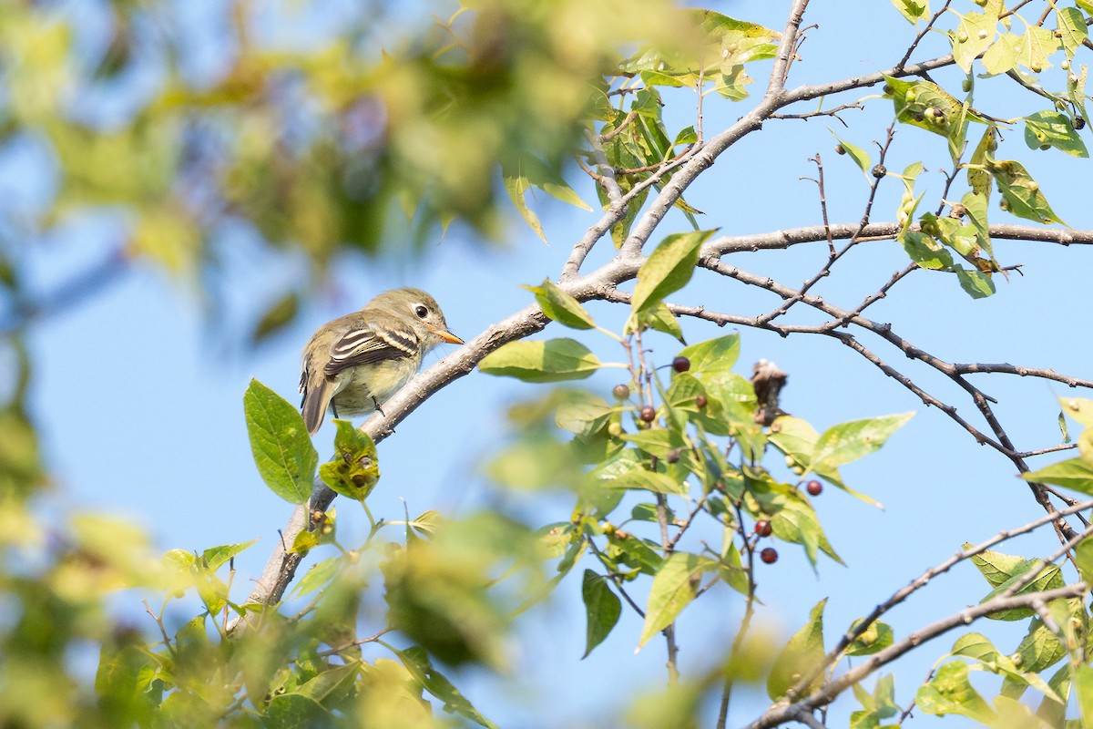 Least Flycatcher - ML641830442