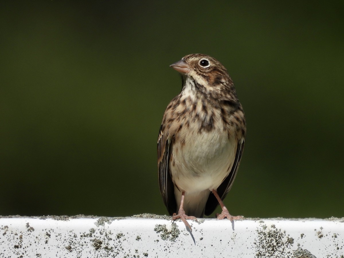 Vesper Sparrow - ML641830443