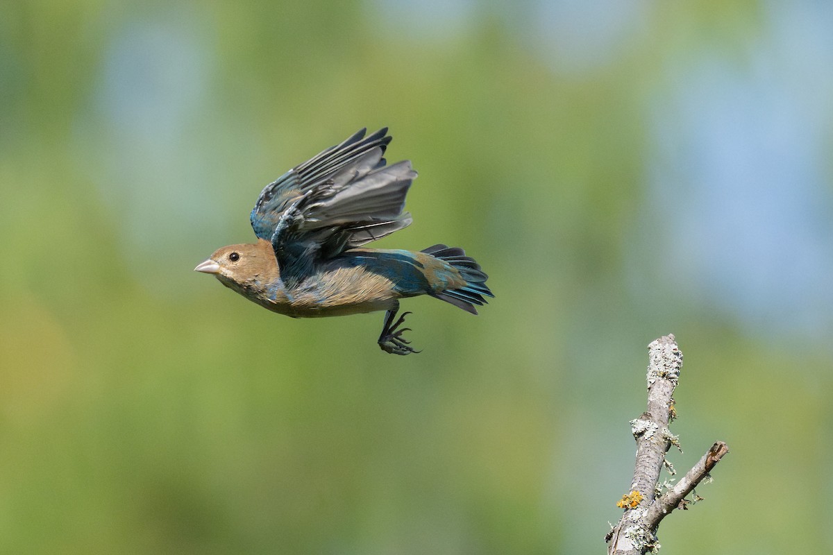 Indigo Bunting - ML641830457
