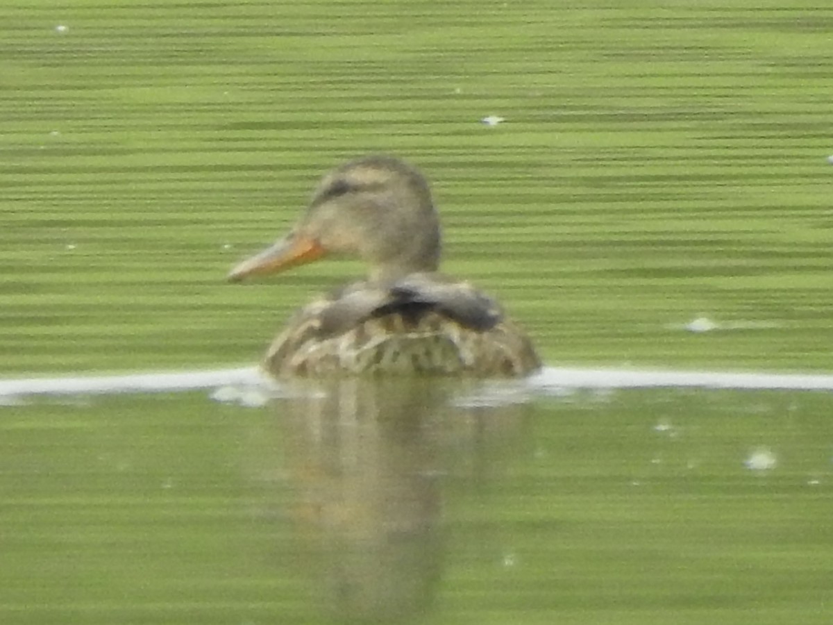 Northern Shoveler - ML641830476