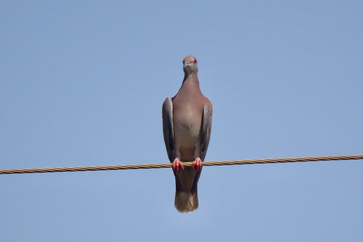 Pale-vented Pigeon - ML641830525