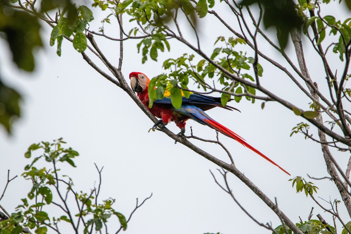 Scarlet Macaw - ML641830527