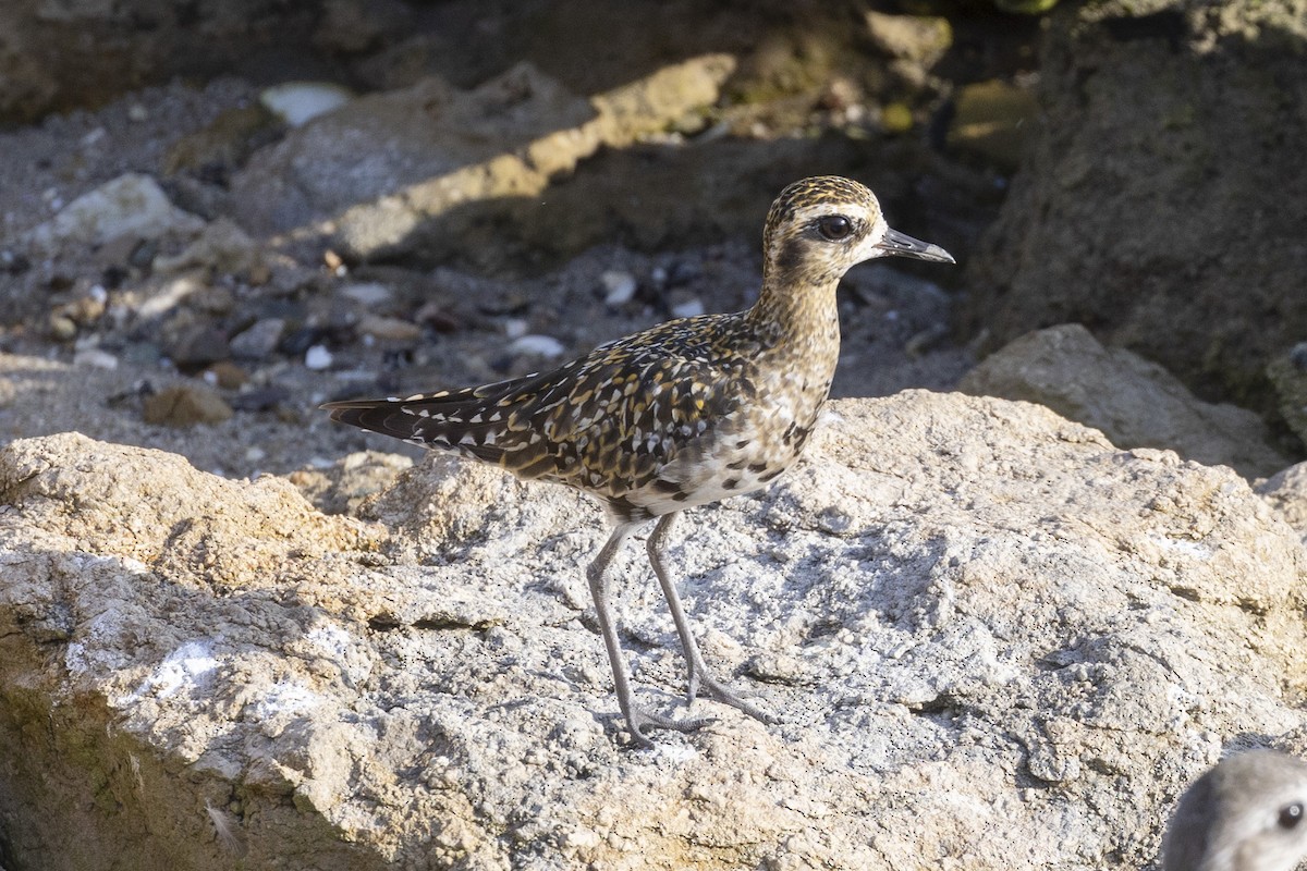 Pacific Golden-Plover - ML641830532