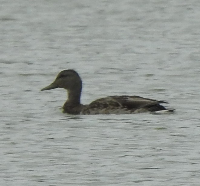 American Black Duck - ML641830533