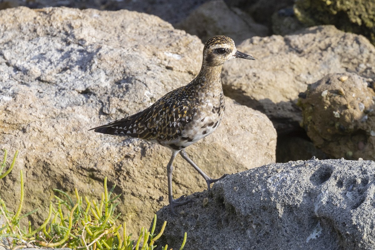 Pacific Golden-Plover - ML641830547