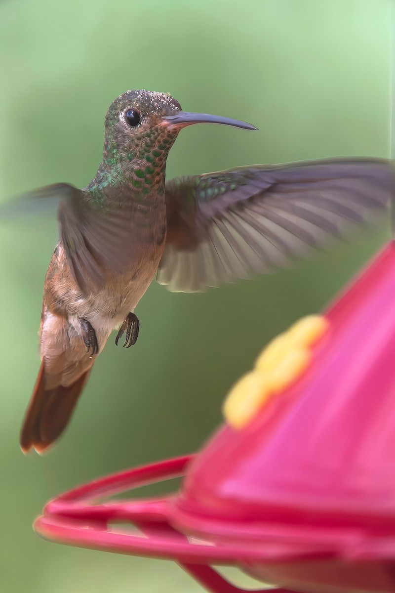 Buff-bellied Hummingbird - ML641830552
