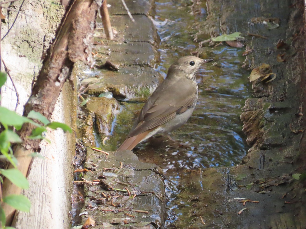 Hermit Thrush - ML641830565