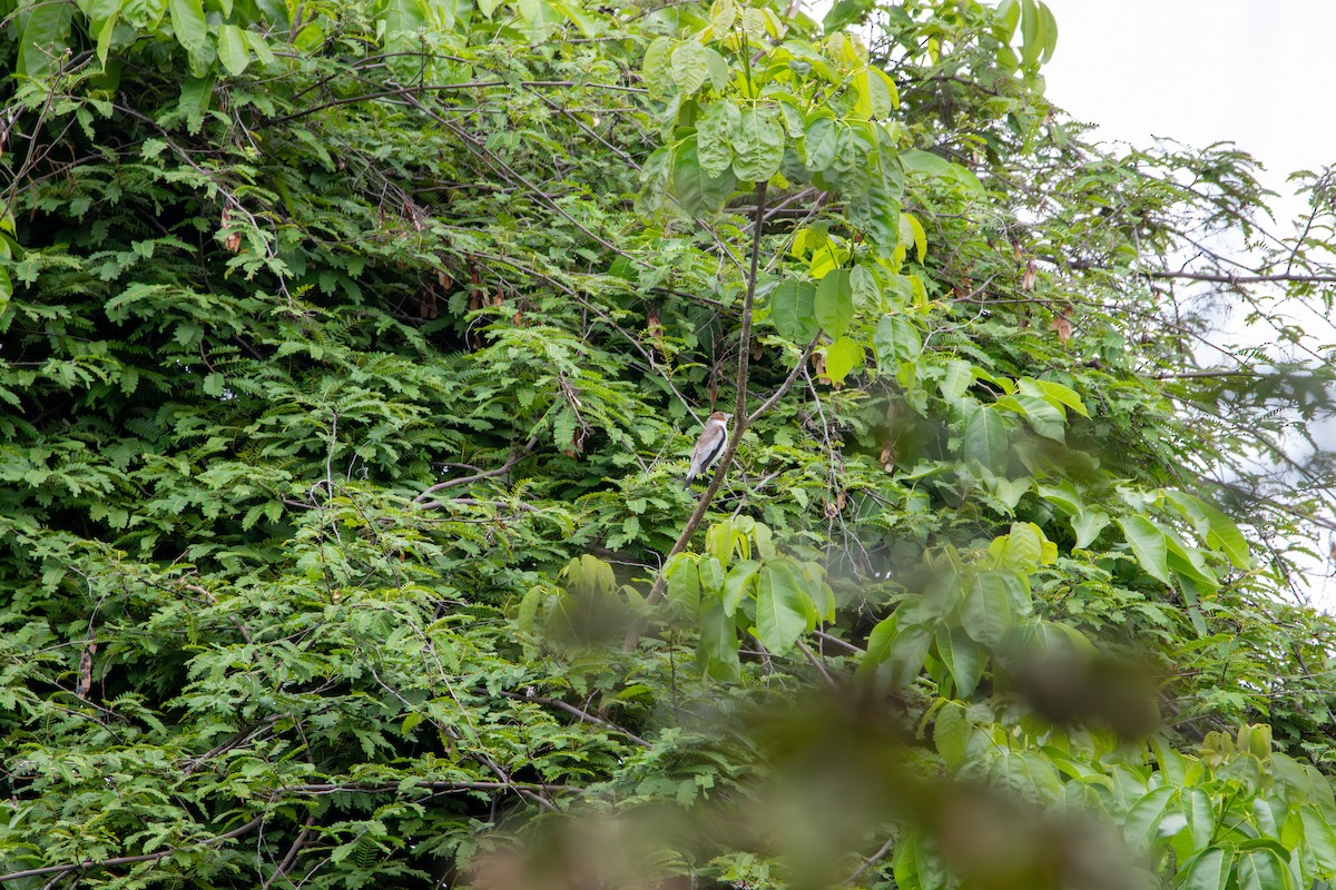 svartkronetityra - ML641830581