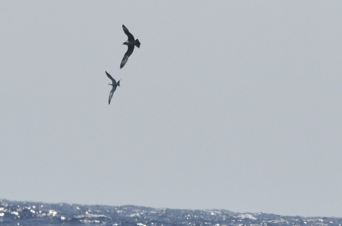 Parasitic Jaeger - ML641830588