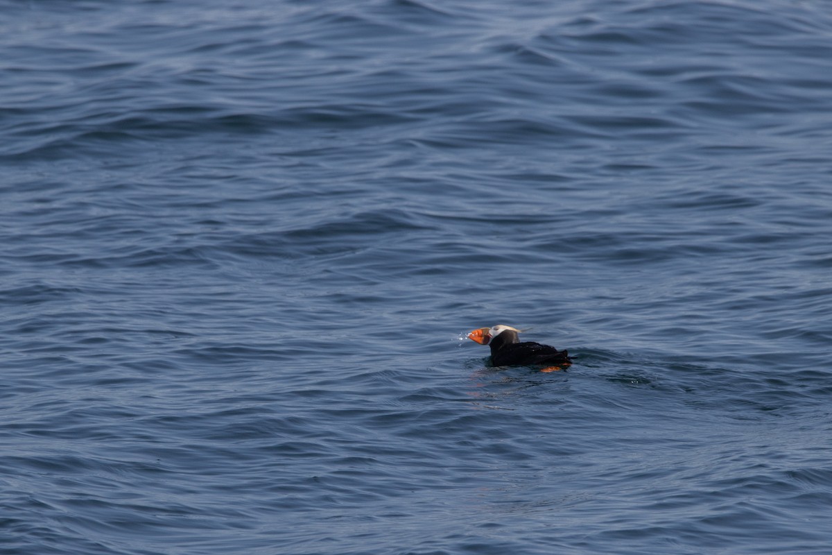 Tufted Puffin - ML641830606