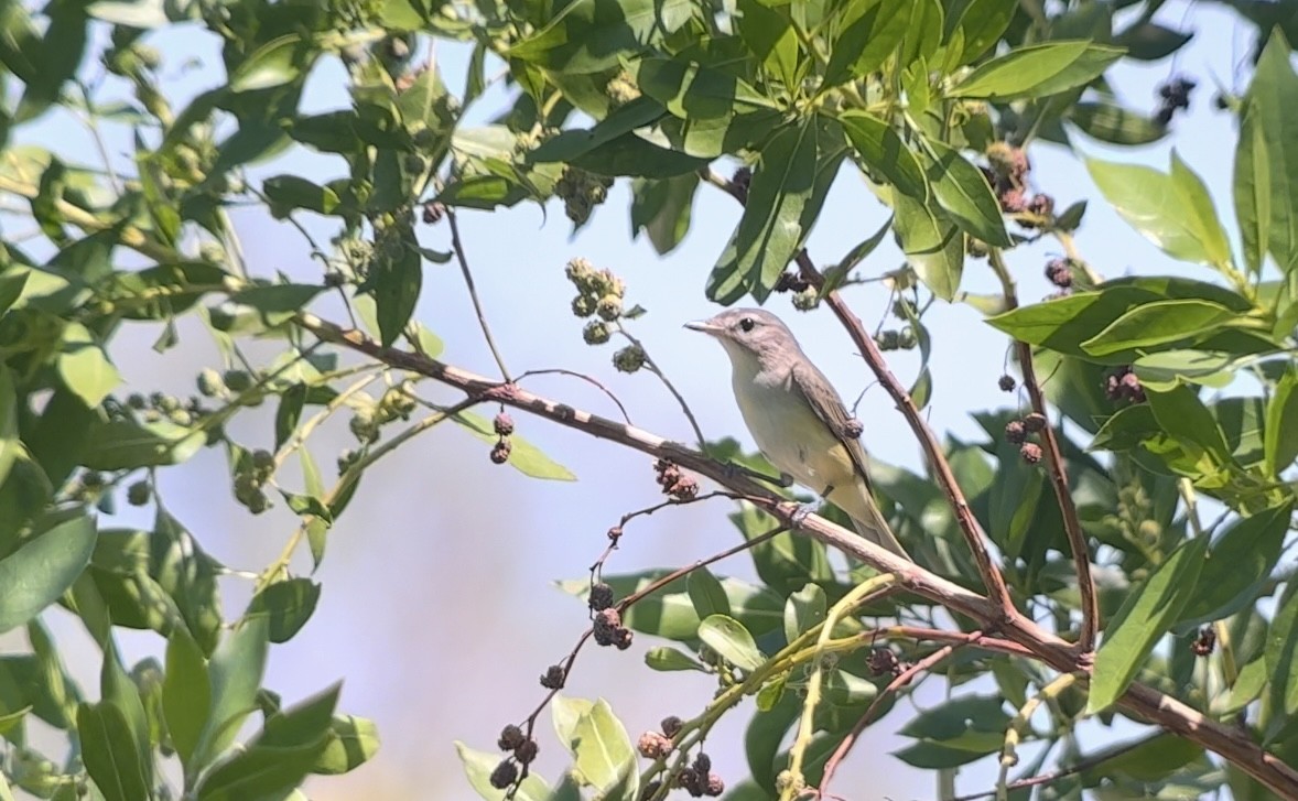 Vireo Gorjeador - ML641830642