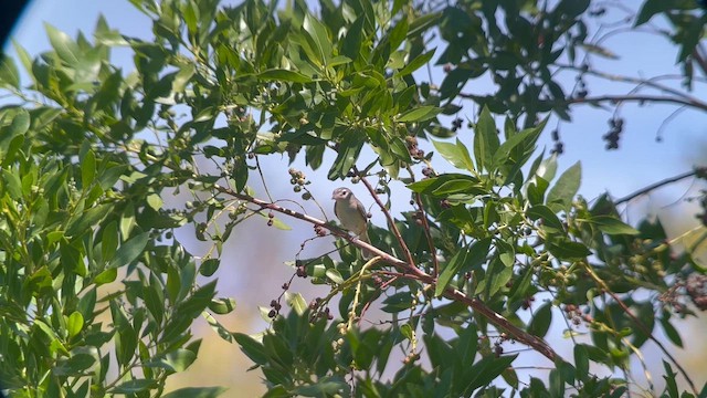 Vireo Gorjeador - ML641830643