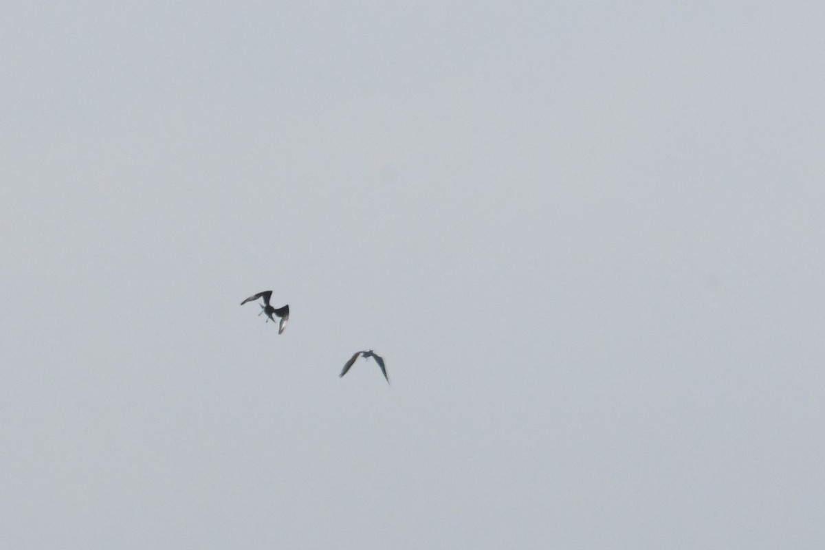 Parasitic Jaeger - ML641830661