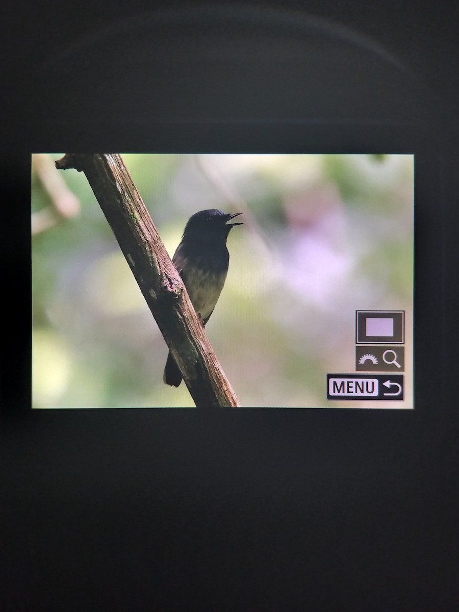 Hainan Blue Flycatcher - ML641830665